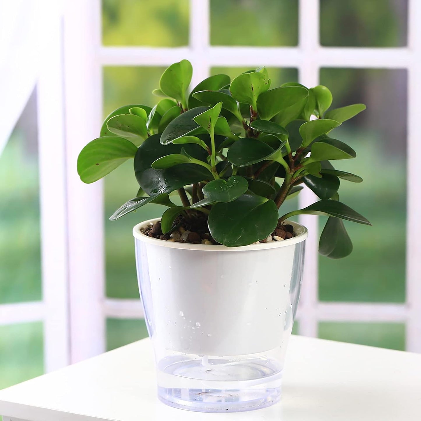3-Pack 7" Clear Self-Watering Planters – Wicking Pots for Indoor Plants, Herbs & African Violets (Clear/White)