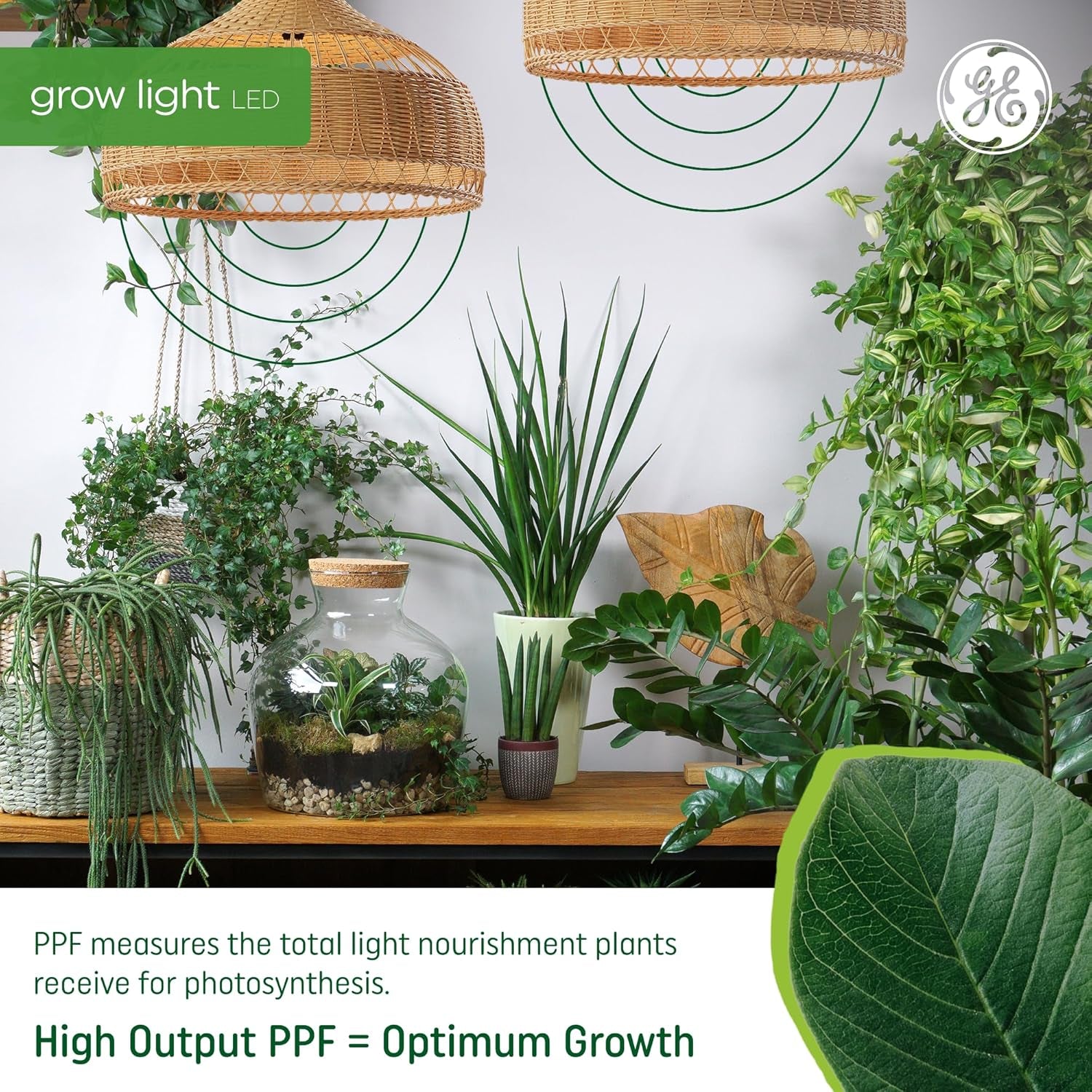 PAR38 LED Grow Light Bulb – Balanced Spectrum for Indoor Plants, 50 PPF, 25,000-Hour Lifespan (1-Pack)