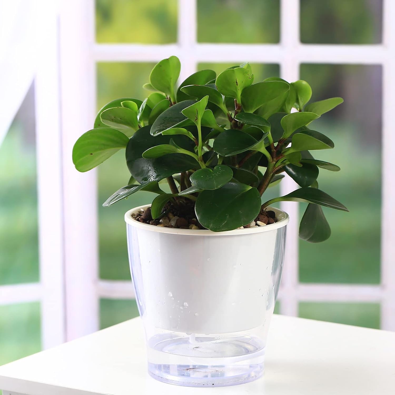 3-Pack 7" Clear Self-Watering Planters – Wicking Pots for Indoor Plants, Herbs & African Violets (Clear/White)